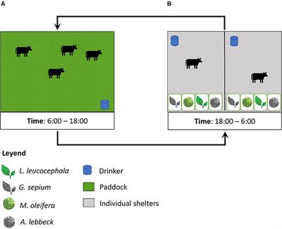 Selectivity of Leguminous Trees by Water Buffaloes in Semi-intensive Systems